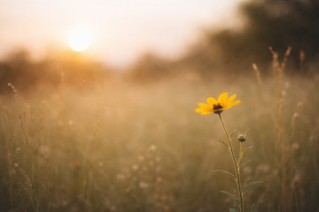 [11] Redefining Success